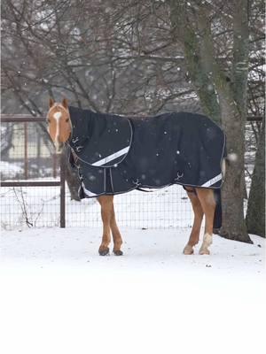 Snow days have never looked better.❄️  The Equisential by Professional's Choice Medium Weight Turnout Blanket is your horse’s cozy, waterproof, and breathable winter must-have. 📽: @Kirstie Marie Photo  #ProfessionalsChoice #ProfChoice #Horse #WinterBlankets #HorseCare #Equestrian