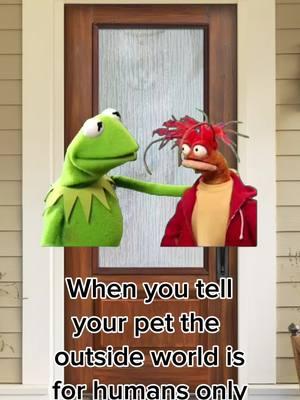 They just want to go out so bad #catmemes #catmemesdaily #catmemesforlife #funnycats #funnycatsoftiktok #memes #meme #comedy #funny #fyp #fypシ #kermitthefrog 