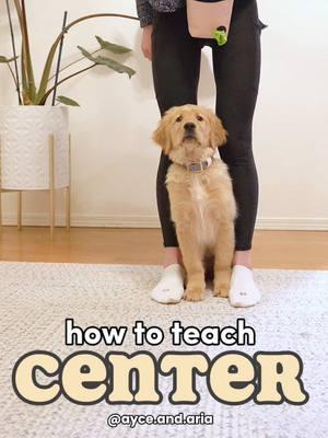 Why is “center” a useful command? ⬇️ This was a highly requested tutorial for us to repost after our last video “commands to learn in 2025”! This was one of the first commands we taught Aria when she was a puppy (before she was even vaccinated to go out). Now she’s 2 years and we use it on the daily when we take her outdoors with us and need a way to keep her safe and close to us.  Here are some examples: - waiting in a crowded long line - inside an elevator  - at a traffic light on walks  - when passing by a distraction like another dog  Save this post for future reference 💛 Follow @ayce.and.aria for more training tips and videos! . . . . #DogTraining #dogtrainer #clickertraining #smartdog #dogtricks #cutedogs #dogsofinstagram #dogsofinsta #puppytraining #puppytricks #puppytrainingtips #dogsafety #goldenretriever #goldenretrieversofinstagram #goldenretrieverpuppy #newpuppy