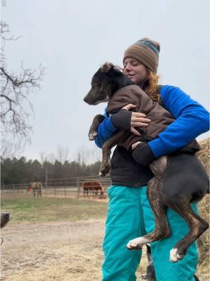 Chaotic fit check with Bessie  This best has kept me warm for 2 winters now. Definitely worth the purchase.  #heatedvest #ranchlife #farmlife #lifewithhorses #winterchores #arkansaswinter #chores #cold #warm #keepingwarm #fitcheck #farmfit 