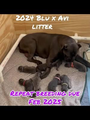 Upcoming litter- contact for details #canecorsopuppy #italianmastiffcanecorso #canecorso #karmascorsocrew #puppytiktok #akc #iccf #ethicalbreeder 