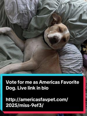 No time for nappys http://americasfavpet.com/2025/miss-9ef3/  #americasfavoritedog #vote #2024 #2025 #favorite #dog #viraltiktok #petthatdog #labsoftiktok #dogsoftiktok 