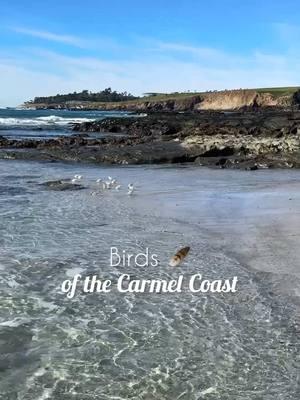 Gulls, plover, and sandpipers are just a few of the many birds that can be found along the coast of Carmel. Please remember to observe quietly from a distance and never feed wildlife 🌊  #carmel #carmelbythesea #visitcarmel #visitcalifornia #distinctlycarmel #birding 