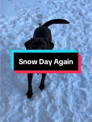 Happy Molly for another snow day #snowday #dogsnowdays #chocolatelab #chocolatelabrador #labradorretriever #labrador #dogtok #happydog #doglife #chocolatelabsoftiktok #puppydog #fyp #dogmom #dogdad #doglover 