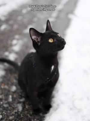 Had a rare snow day in AL and Cave got to see snow for the first time! All the birds were out so he was “hunting” them!  ______ #blackkitten #blackcat #rescuekitten #adoptedkitten #snow #snowcat #blackcatsoftiktok 