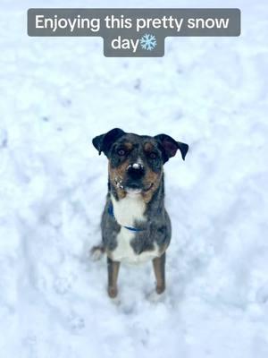 Spur is loving the snow🥰❄️ #dogsjustwannahavefun #snowday #catahoula #spur #enjoyingthesnow #snowfun 