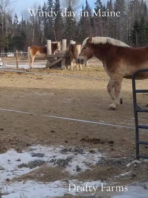 we've had some wind gusts this week, which has not been fun! #207 #belgiandrafthorse #BIGs #littles #draftyfarms #ourheaven #barnlife #blessed #mainelife #snickersthegoat 