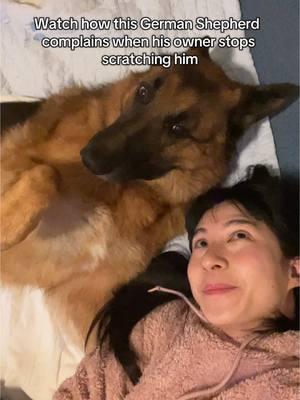 All German Shepherd are fluffy cry babies #dog #funnydog #germanshepherd #fyp #gsd #germanshepherdsoftiktok #whining #demanding #talkingdog 