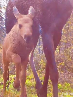 🌲❣️🐾sourced via voyageurs wolf project, trail camera channel, yukon wildlife cams, TCwildlifecam,  justin hoffman outdoors, and swan valley connections #trailcam #moose #us #usinanotheruniverse #hopecore 