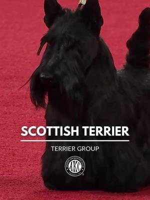 Developed to hunt rats, foxes, and badgers, the Scottish Terrier has a spirited persistence that's earned them the nickname "the Diehard." #thisisakc #scottishterrier #scotties #scottishterriersoftiktok