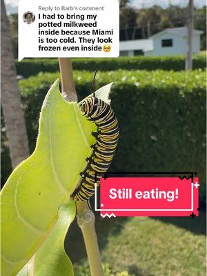 Replying to @Barb #giantmilkweed #milkweed #milkweedformonarchs #florida #floridamonarchs #butterflies #caterpillars #monarchbutterfly #butterflytiktok