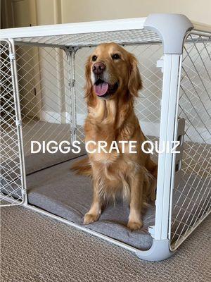 Diggs Crate Quiz to the rescue! #diggs #cratetraining #newhome #cratetrain #dogcrate 