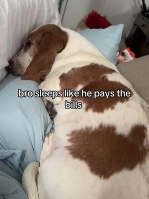 best dog in the world though #bestdogintheworld #bassethound #lazydogs #teamwork 