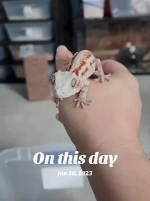 What picture day is really like 😂 #onthisday #crestedgecko #crestedgeckos #crestedgeckosoftiktok #crestedgeckobreeder #gargoylegecko #gargoylegeckos #gargoylegeckosoftiktok #gargoylegeckobreeder #gargoyle #gargoyles #garg #gecko #geckos #geckosoftiktok #geckobreeder #reptile #reptiles #reptilesoftiktok #reptilebreeder #lizard #lizards #lizardsoftiktok #lizardbreeder #pet #pets #PetsOfTikTok #fyp #foryou #foryoupage #morph 