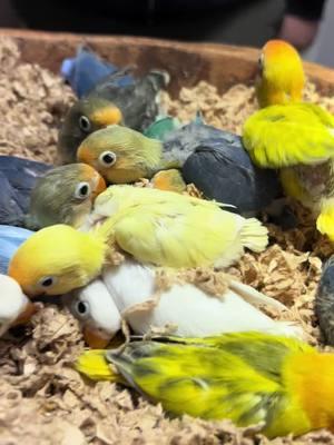 Sweet sweet baby Lovebirds #arizonabirdstore #exoticbirds #babytok 