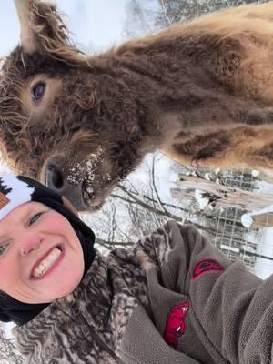 Teddy and Grayson lovins #☃️ #fyppppppppppppppppppppp #foryourpage #farmtok #countrylivin #shelbysminimooranchllc #shelbysminimooranch #teddy #countryboy #minicows #country #cuteanimals #lovethem #farmlife #minimoos #miniature #cuteness #fluffy 