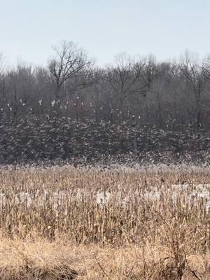 This video was taken yesterday (1/9/25) after a few days of below freezing temperatures. The 25 acre corn field is frozen solid, but ducks are still using it. By standing on ice, ducks can now easily reach ears of corn that were previously inaccessible. This is one small-isolated corn field, but it makes you wonder about the bigger picture up and down the flyway.  #cacheriverfarms #ducks #migration #corn #ice #snow 