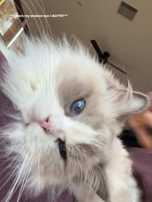 My actual daughter #ragdollcat #PetsOfTikTok #catsoftiktok #fyp #cutiepie #baby #kitten #ragdoll 