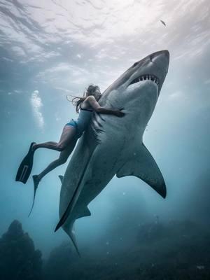 🦈 Real or Fake?  #aivideo  #smoothieai #sharkweek #greatwhite #sea #ocean #sharkattack 