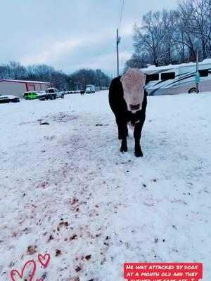 My earless Huckleberry will always be a mommas boy. #huckelberry #fyppppppppppppppppppppp #☃️ #fyppppppppppppppppppppp #farmtok #foryourpage #countrylivin #shelbysminimooranch #countryboy #country #cuteanimals #lovethem #cutenessoverloaded🥰🥰🥰 #fluffy #fypage  