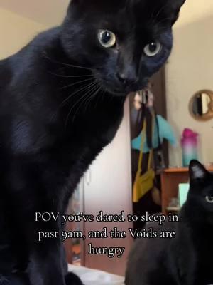 First you feel their stare (then their little paws digging into your chest) #voids #blackcatsoftiktok #blackcats #cats  #onthisday 