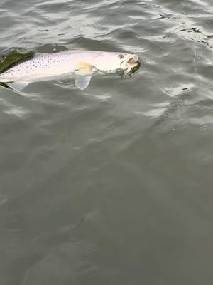 HAMMER #galvestonbay #bartlettsguideservice #texascheck #guidelife #fishingguide #saltwater #galvestonbayfishing #speckledtrout #gatortrout 