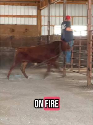 One of my favorite videos to this day 🤣💀 #salebarnlife  #fyp #minnesota #cowboy #cowgirl #bull #salebarn 