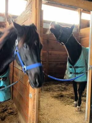 The daily nonsense of Uno and Ink #horse #outrider #harnessracing #ottb #rescuehorse #winter #blackhorse #goofy 