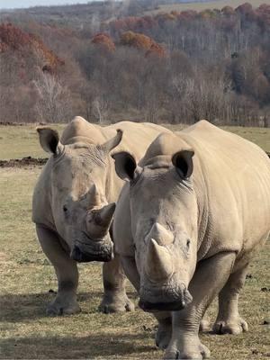 At The Wilds, we're home to one of the largest southern white rhino herds in the Association of Zoos and Aquariums zoological community with 17 white rhinos.  As near threatened species, these rhinos are rare to see and will leave you speechless on your visit to The Wilds. Here’s a video to take in just a glimpse of how fascinating they are. 💚🦏 #nature #TheWilds #rhinos 