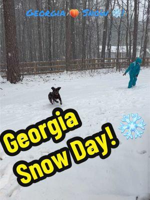 Riley sees snow for the first time!! Nothing better than snow in the south! ❄️ #snow #snowday #georgiasnow #georgia #south #dog #boykinspaniel #puppy 