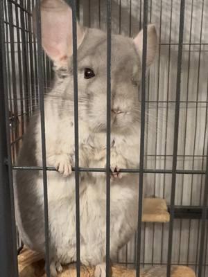 Rick says hi 🫶🏼🥰 #chinchilla #chinchildren #furbabies #chinchillasoftiktok #pets #bellyrubs 