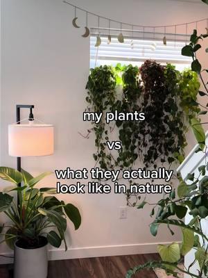 We think there is a reason we try so hard to recreate this magic in our homes & spaces around us 💫📷 @mariahgrows #houseplantappreciationDay #houseplantsofinstagram #houseplants #houselplant #houseplantlover #plants #houseplantclub #plantsofinstagram #plantsofig #plantas #plantstrong #plantshelfie #plantshop #plant #plantcollection