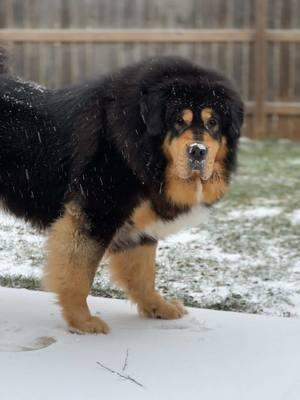 Just a boy who loves the snow ❄️🩵 #tibetanmastiff #woof #bigdog #peekaboo #snow #cooldog #dog 