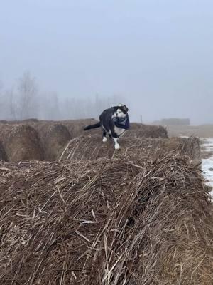 Meowdy purrtners. A bit more of the mist inspector 🧐  If you like Spicer’s content and would like to help support more like it please consider subscribing to his Patreon linked in his bio 😊  #cat #cattok #catlovers #tuxedocat #kittycat #catvideos #catwalks #cats #cutecat #funnycat #catlover #catwalk 