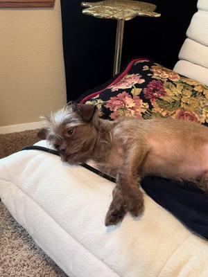 mini being sweet and sharing the heating pad with Dew this morning  #besties #inseperable #mykids #furkids 