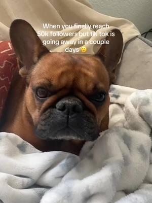 We’re on insta if you want to keep up with us 😞@__miloandmabel__  #frenchies #frenchies #frenchbulldog #frenchiesoftiktok #frenchbulldogpuppy #frenchbulldogsofinstagram 