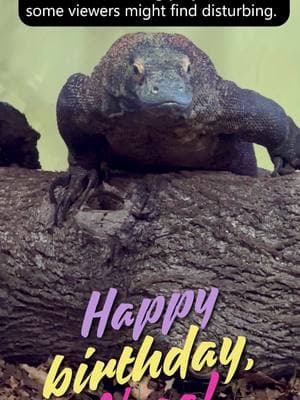 Happy 12th hatch day to Komodo dragon Naga! 🎉 Komodo dragons can eat up to 80% of their body weight in a single meal. As the largest living lizard in the world, they can swallow animals as big as a goat whole thanks to their flexible jaws and powerful throat muscles. (Raise your hand if you, too, would love a rabbit stuffed inside a meat cake for your birthday… 😳) #KomodoDragon #Syracusezoo #Syracuse #CNY #OnondagaCounty #OnondagaCountyParks