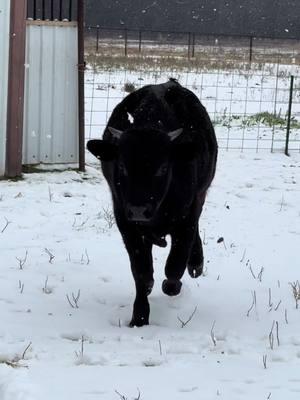 Dale is not a fan!! #goatsoftiktok #cowsoftiktok #bottlecalf #goat #dale #babye #snow #snowingintexas 