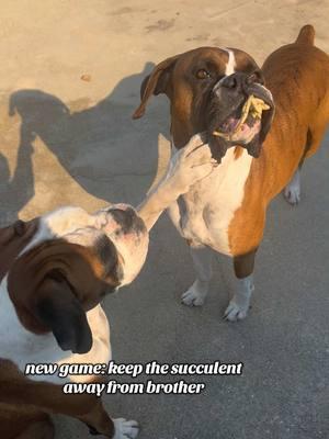 It’s the slap for me #boxerdog #boxer #boxerdogs #boxersoftiktok #tiktokdog #boxermom #boxerlover #boxerlife #boxers 