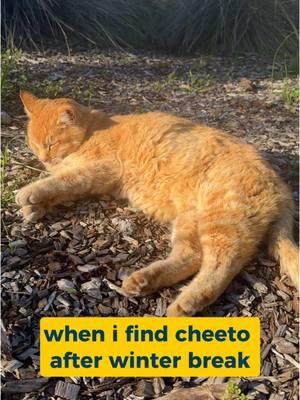 we missed him so much 🐈 #UCDavis | #Cheeto video description: someone walking up to cheeto as he lays in the sun on the ground near bushes. in the background, a voice says "oh my god, my shayla." blue on-screen text with a yellow background reading “when i find cheeto after winter break” appears.