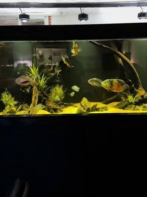 The big cichlid display tanks #aquariums #aquarium #fishtank #fishtanks #fishtok #fishtoks #cichlids 