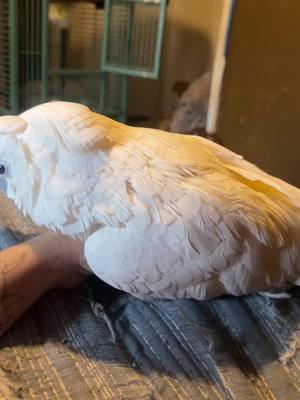 #cockatoo #cuddles #playful #cockatoolife #birdsoftiktok #bonnie