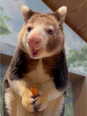 Me trying to stick to my New Year’s resolution only 10 days in 😌🥕 Please enjoy the adorable sounds of Keweng the Matschie’s Tree Kangaroo cronching on a carrot!  #matschiestreekangaroo #treekangaroo #adorable #asmr #cronch #fyp 