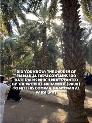 Add The Gardens of Salman Al Farsi to your list on your next Madinah Visit! 300 date palms planted by our beloved Prophet (PBUH) #madinah #gardensofsalmanalfarsi #madinahalmunawaroh 