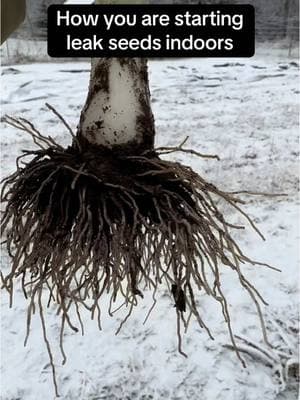 How you are starting leek seeds indoors. Start by filling your seed growing vessel with growing medium and water it in well. Allow the medium to absorb the water. Use a pen to create seed planting holes. Sow one leek seed per hole- good seeds will germinate and this will prevent overcrowding.  #naturalgardening #gardening101 #organicgardening  #growyourownfood #seeds 