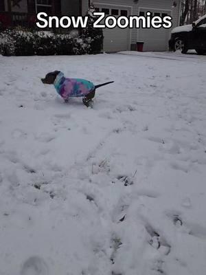 Snow zoomies. First snow of the season. It's snowing! #fypシ #fyp #fypシ゚viral #foryoupage #foryourpage #dogzoomies #zoomies #dogsinsnow #dogsoftiktok #dogs #snow #snowing #firstsnow #pitbullsoftiktok #dogsoftiktok #pets #cutepets #pitbull #pitty  @SPARK PAWS #dogsvideo #dogsstory 