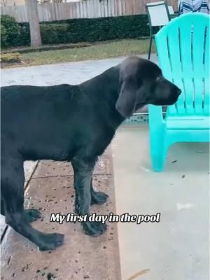 Never give up! 🐾 . . #rollothelab #fyp #firstday #cutedog #labrador #labradorsoftiktok #cute #viralvideo #dogdad #dontgiveup 