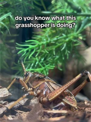 Put your guesses in the comments! #insect #question #aquarium #greatlakes360 #aquariumofniagara #niagarafalls #bugs #interesting #science 