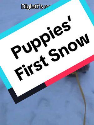 The puppies’ first snow! #dogsoftiktok #dogtok #papillondog #papillonsoftiktok #toypoodle #toypoodlesoftiktok #snowday 