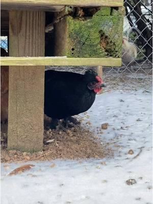 It’s actually snowing in SC and Little Bit isn’t happy about it.  Most of my chickens have never experienced snow! #pets #PetsOfTikTok #chickens #chickensoftiktok #chickenkeeper #backyardchickens #snow #snowday #snow2025 #scsnow #snowinsouthcarolina #southcarolinasnow 